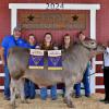 2024 Grand Steer – Savana Graff, Spring FFA; Buyer – Jolley Show Cattle/Black Sheep